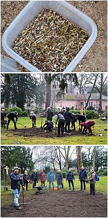 Blühwiese im Gemeinschaftsgarten Meßdorfer Feld, angelegt mit dem regional angepassten Saatgut „Blühende Landschaft Nord"